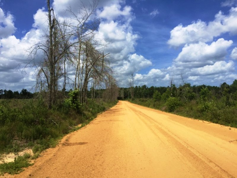 Rudy Scarboro Road East Tract : Summertown : Emanuel County : Georgia