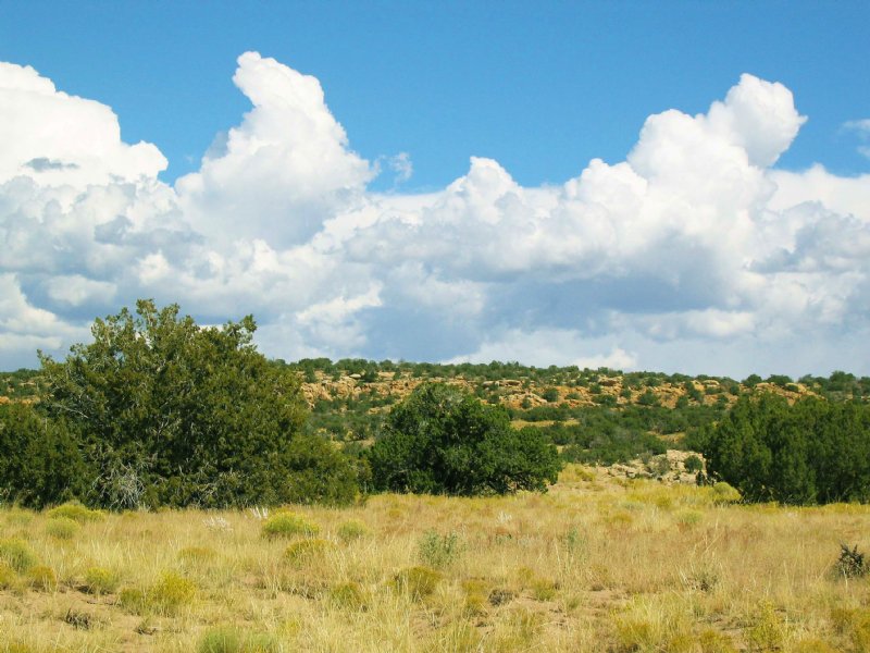 Beautiful High Country Ranch : Saint Johns : Apache County : Arizona
