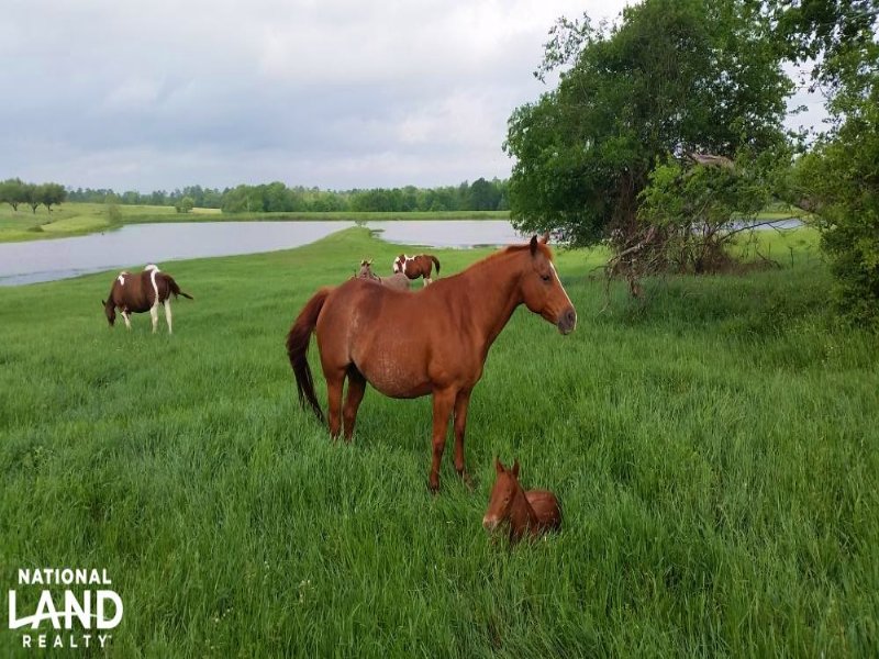 Moore Ranch - 6J Paint Horses : Huntsville : Walker County : Texas