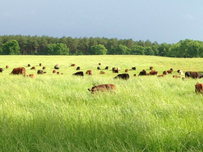Vinson Ranch : Tignall : Wilkes County : Georgia