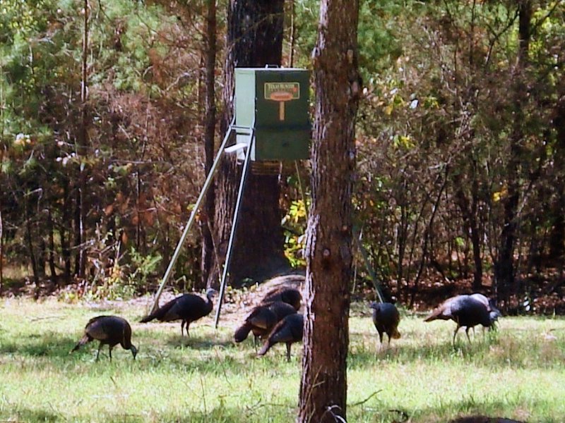 Red Pebble Farm : Rupert : Taylor County : Georgia
