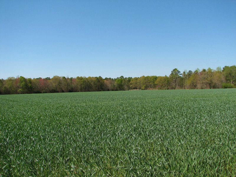 20 Acres +/- : Brooklet : Bulloch County : Georgia