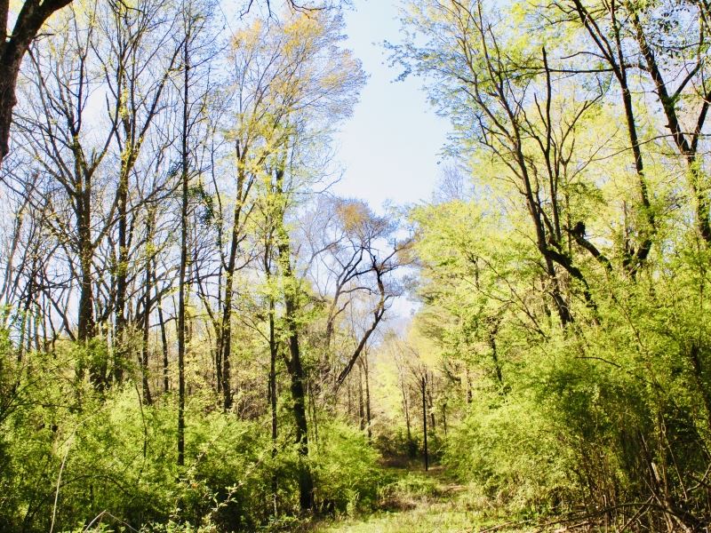 40 Acres Of Mature Timber in Jayess : Jayess : Lawrence County : Mississippi