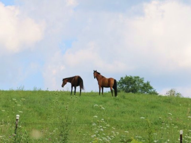 40 Acre Equestrian Center : Belleville : Dane County : Wisconsin