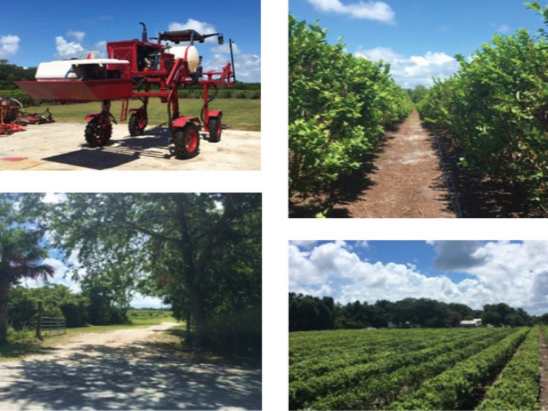 17 Acre Blueberry Farm, Ranch for Sale in Florida, 113774 RANCHFLIP