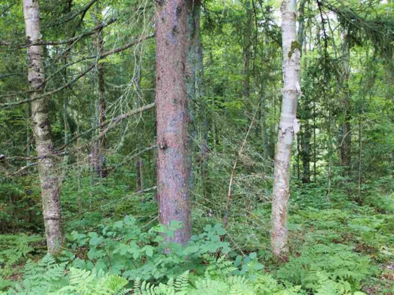 E40 Off Forest Rd 2127, Mls 1097427 : Iron River : Iron County : Michigan
