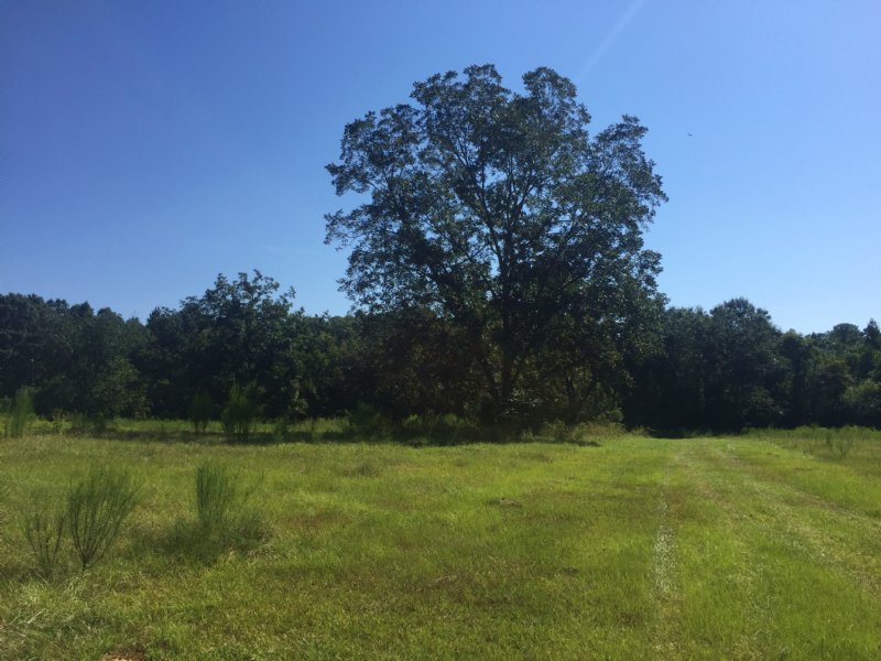 Sizemore Creek Tract : Atmore : Escambia County : Alabama