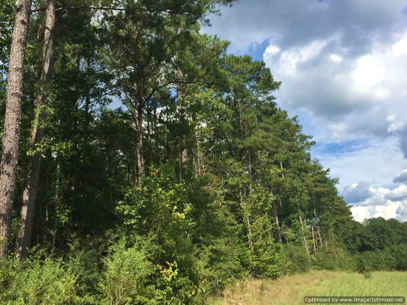Drastically Reduced : Monticello : Lawrence County : Mississippi