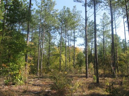 Timber Investment Tract : Union : Union County : South Carolina