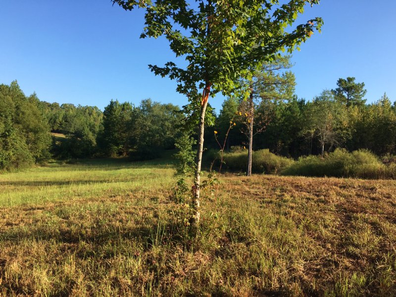 Near Birmingham - 106+/- Acres : Pell City : Saint Clair County : Alabama