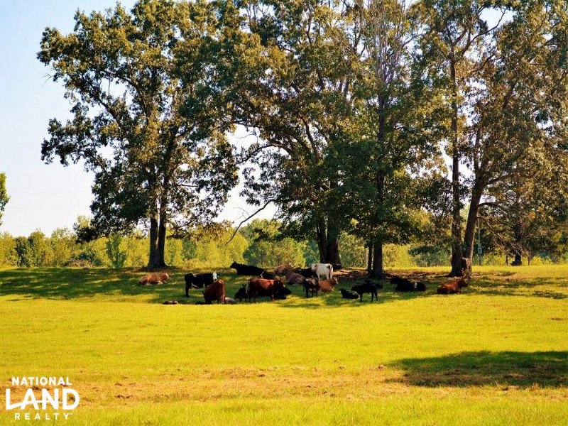 Hamilton Cattle Farm : Hamilton : Marion County : Alabama
