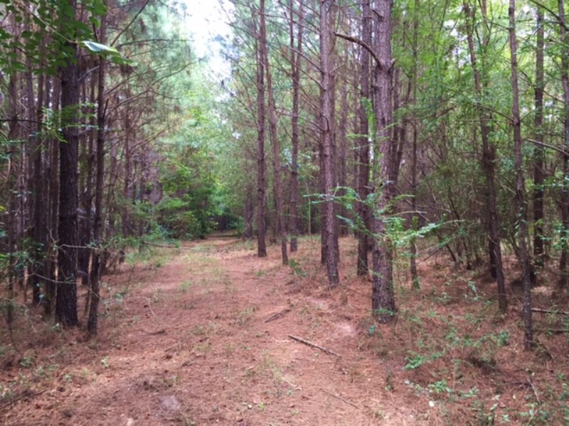Hudson Settlement Rd Tract : Brantley : Crenshaw County : Alabama