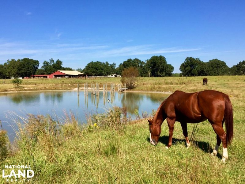 Rolling Acres Ranch and Horse Farm : Bay Minette : Baldwin County : Alabama