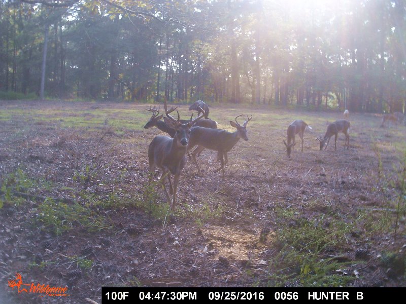 77+/- Acre Deer Farm : Franklinton : Washington Parish : Louisiana