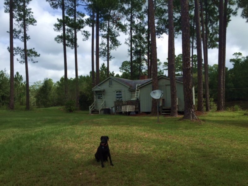 Cabin Pond Hunting : Rochelle : Wilcox County : Georgia