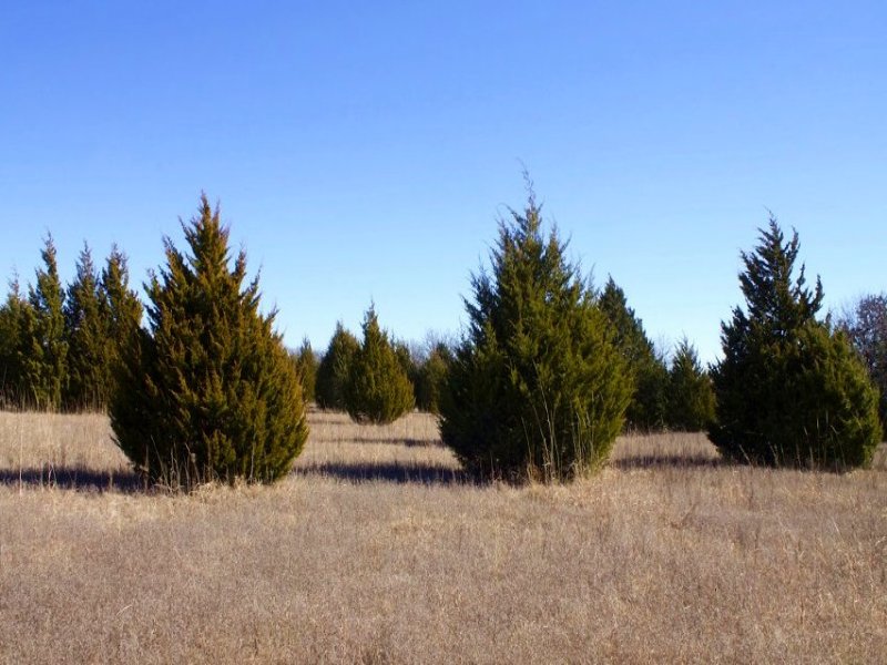 10.68 Acres Montgomery Ranch : Ardmore : Love County : Oklahoma