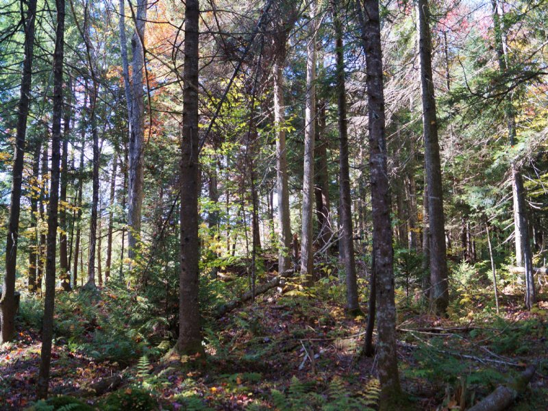 Dodge Road Forest : Elmore : Lamoille County : Vermont