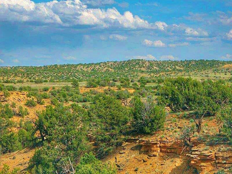Quiet 37 Acre Wilderness Ranch : Saint Johns : Apache County : Arizona