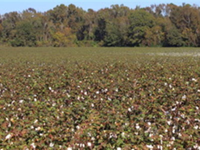 Roberts Farm, Tract D : Portal : Bulloch County : Georgia
