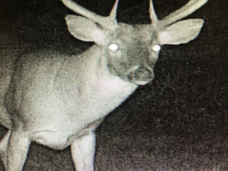 Hunting Land for Sale : Tallulah : Madison Parish : Louisiana