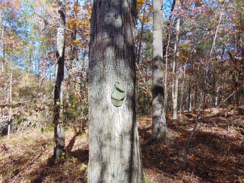 Bullard Hills North Tract B : Jeffersonville : Twiggs County : Georgia