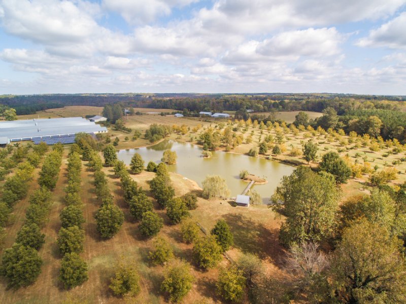 Poultry, Pecan Farm W/wedding Venue : Cullman : Cullman County : Alabama