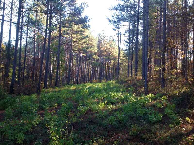 77 Acres Of Timberland : Fayette : Fayette County : Alabama