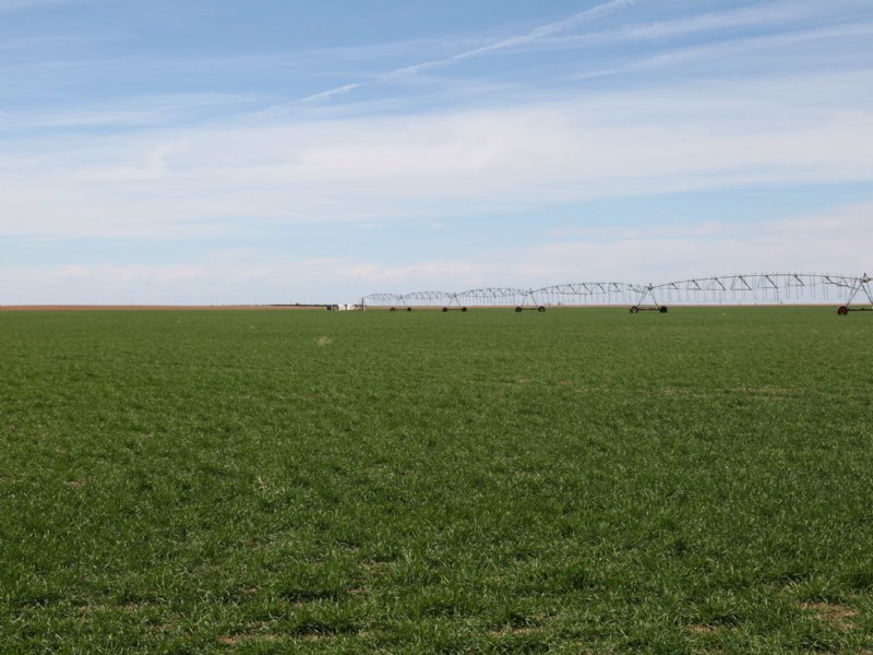 Pivot Irrigated : Imperial : Chase County : Nebraska