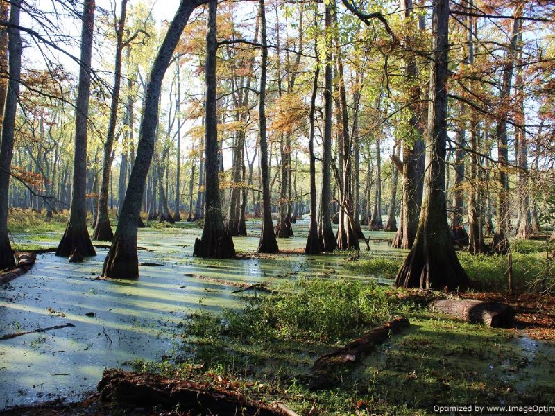 Duck Hunting Property : Minter City : Leflore County : Mississippi