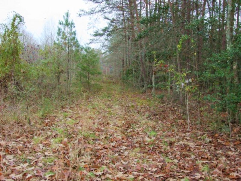 14 Acre Lot : Goochland : Goochland County : Virginia