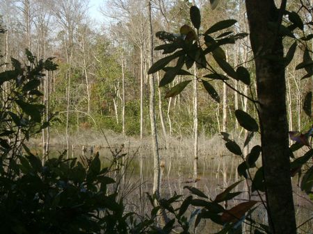 Deepstep Woods : Sandersville : Washington County : Georgia