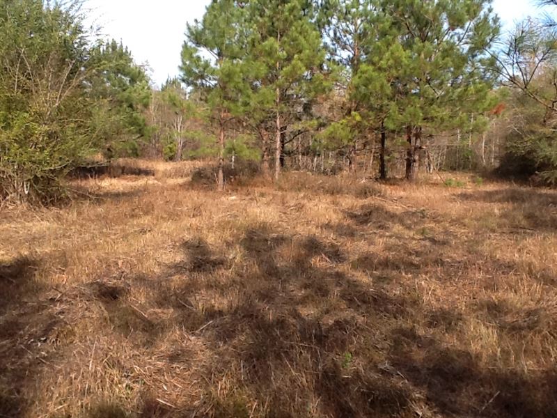 Baker Lane Tract : Luverne : Crenshaw County : Alabama