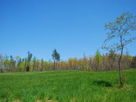 34.95 Acre Estate Home Site : Campobello : Spartanburg County : South Carolina