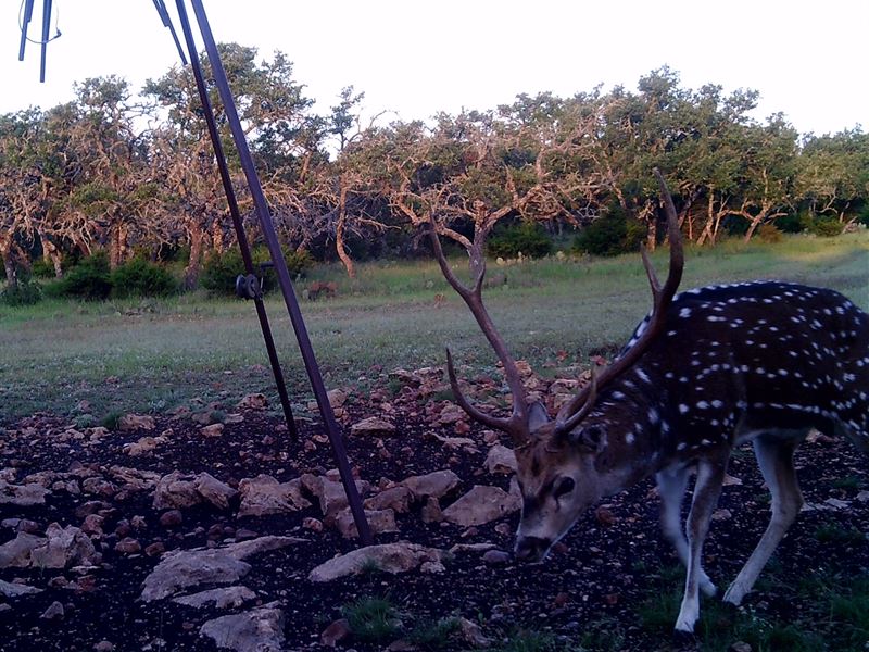 Exotic Game Trinidad Ranch 10 Ranch for Sale in Rocksprings, Edwards