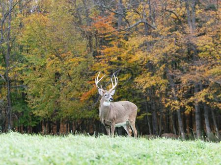 655 Ac Whitetail Ranch : West Wilfield : Herkimer County : New York