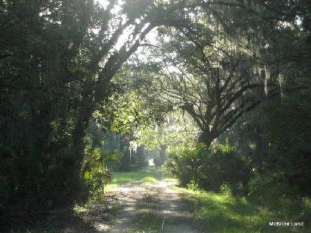 Pine Church Farm - 688 Acres : Citra : Marion County : Florida