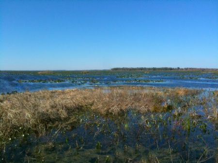 Orange Lake - 84 Acres Waterfront : Citra : Marion County : Florida