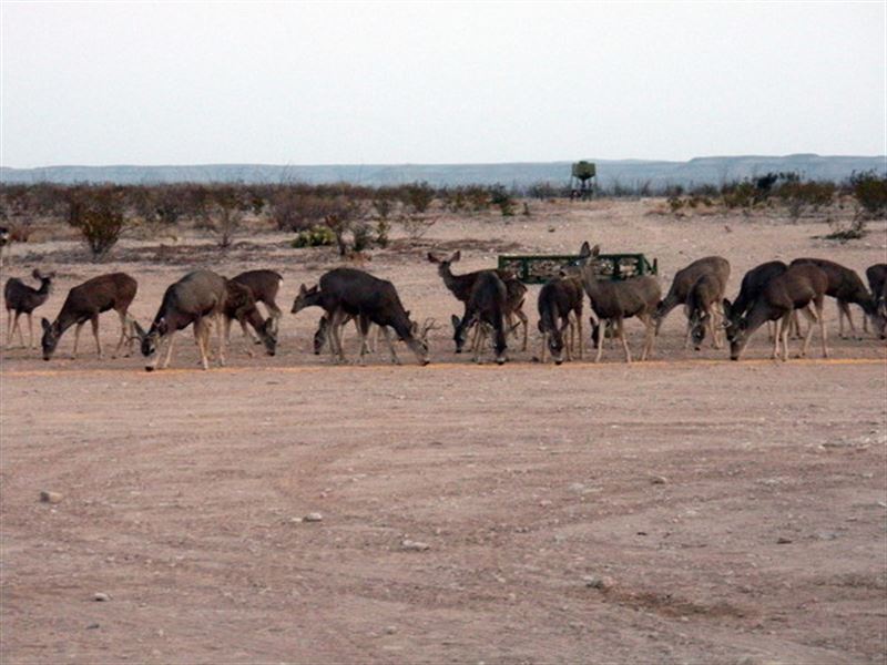 West Texas Hunting : Sanderson : Terrell County : Texas