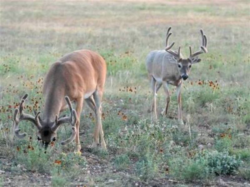 Hunting in Edwards County : Rocksprings : Edwards County : Texas
