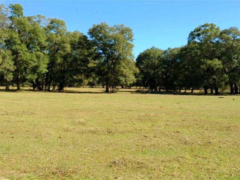 15 Acres in Gorgeous Nw Marion Co. : Reddick : Marion County : Florida
