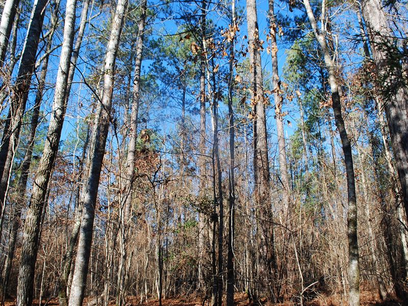 78 Acre Recreational Tract : Jonesville : Union County : South Carolina