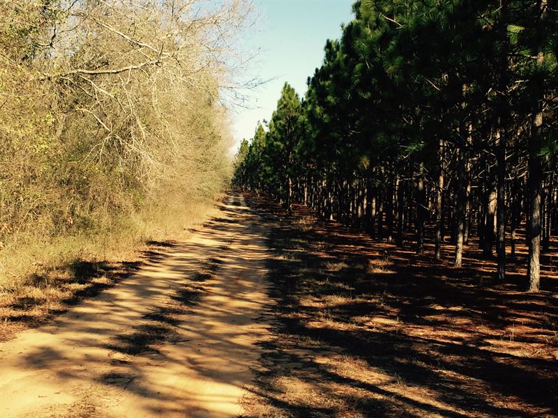 Hunter's Paradise : Reynolds : Macon County : Georgia