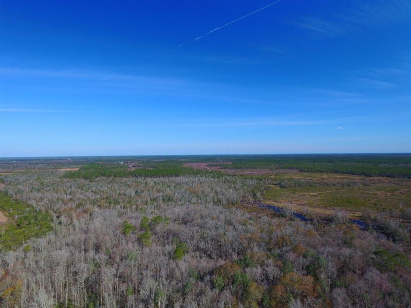366 Acre Hunter's Paradise : Argyle : Clinch County : Georgia