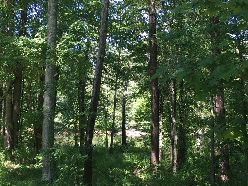 Union Point Forest : Union Point : Greene County : Georgia
