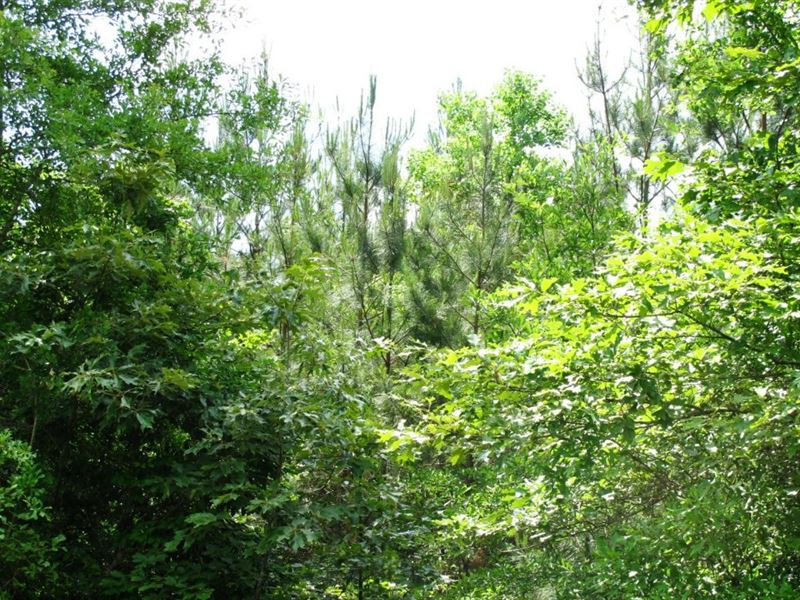 Vizard Plantation Parcel B : Kinder : Allen Parish : Louisiana