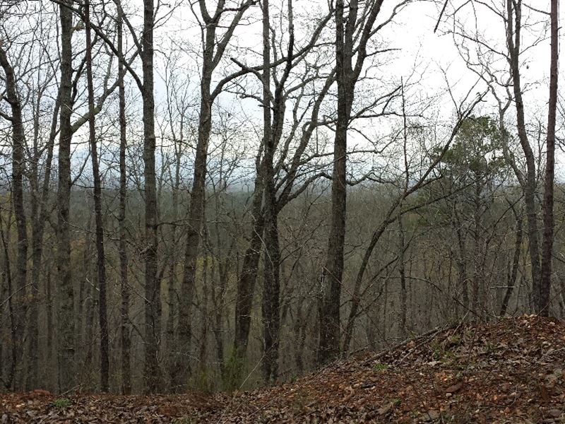 Oak Mountain Tract : Wedowee : Randolph County : Alabama