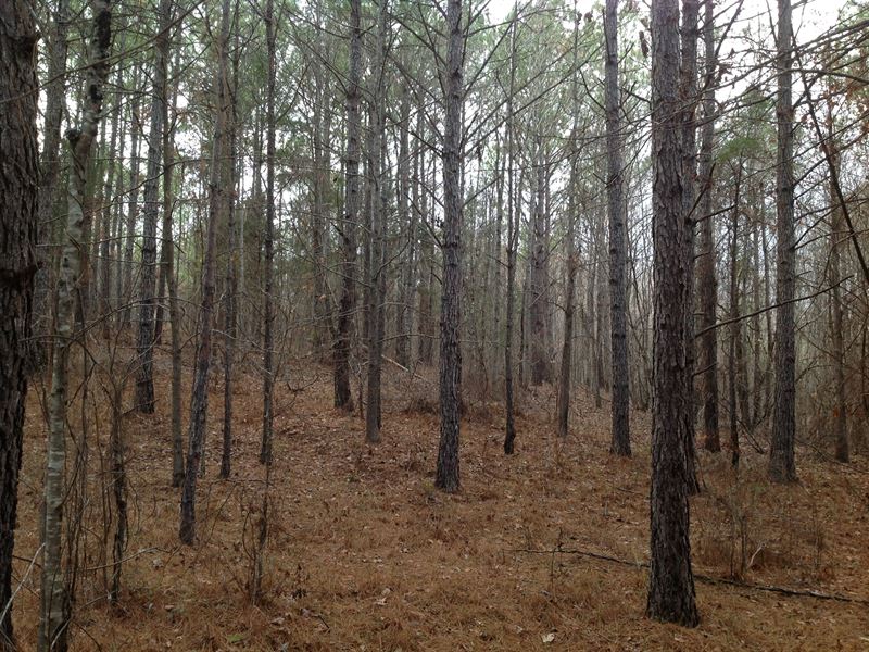 48 Acres in Bibb County : Brent : Bibb County : Alabama