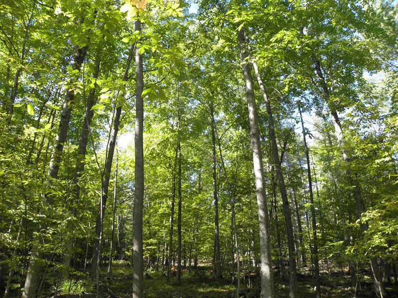 Flagstaff Mountain Forest : Chesterfield : Essex County : New York
