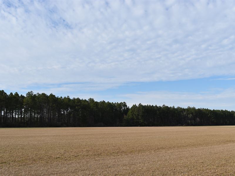 Irrigated Crop Land and Timber : Lakeland : Lanier County : Georgia