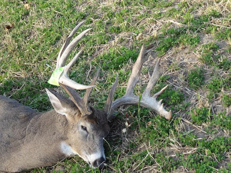 Trophy Whitetail Hunting in Buffalo : Fountain City : Buffalo County : Wisconsin